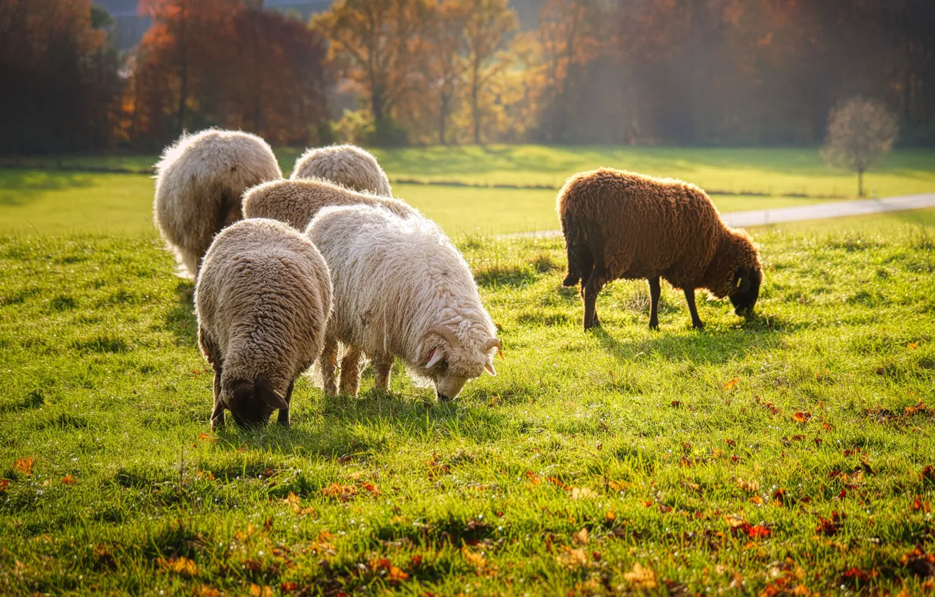 Photo wallpaper field, autumn, forest, grass, light, trees, fog, Park