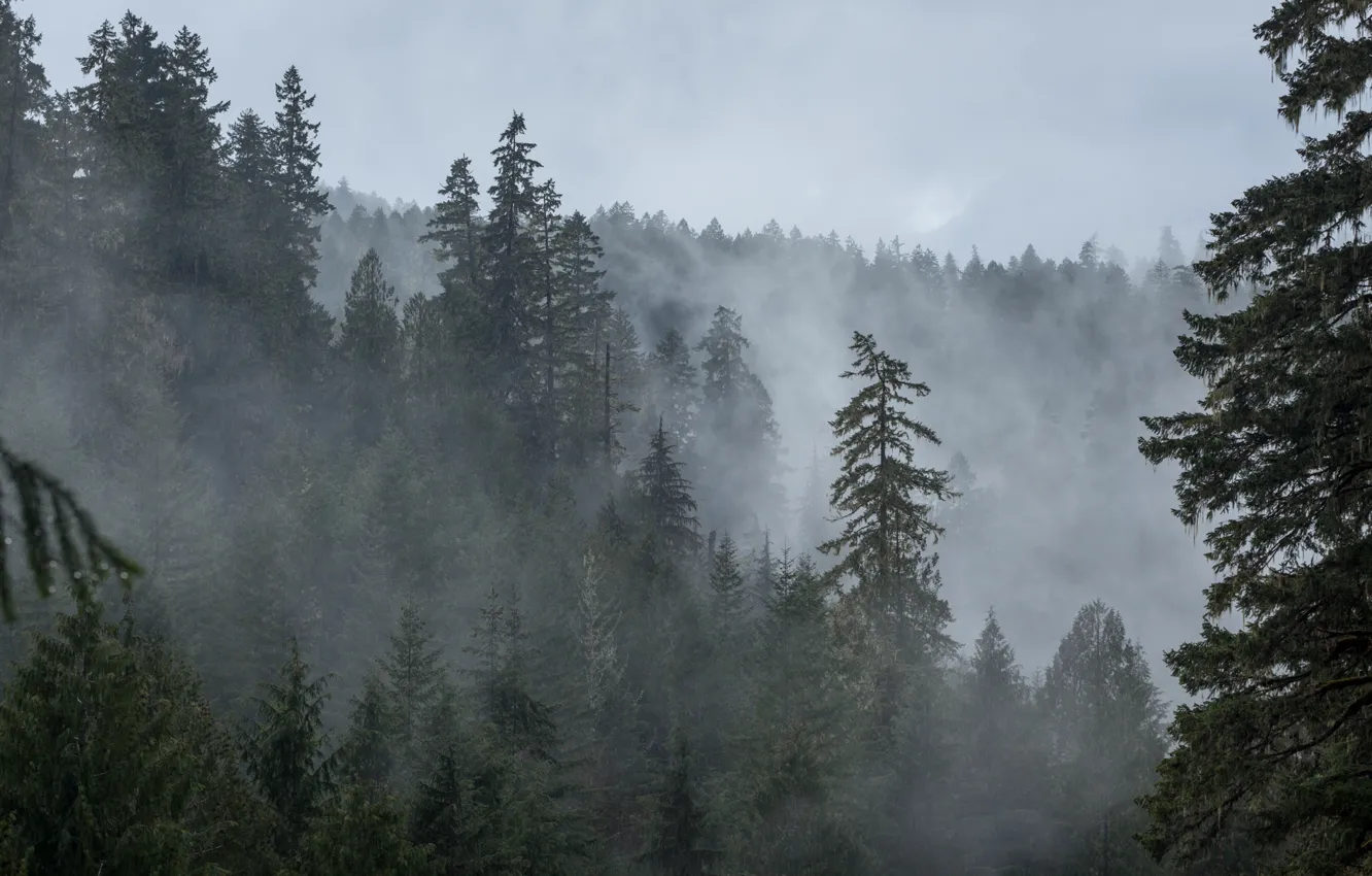 Photo wallpaper forest, trees, nature, fog