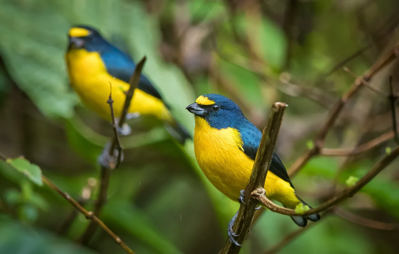 Photo wallpaper branch, bird, bright, yellow-blue