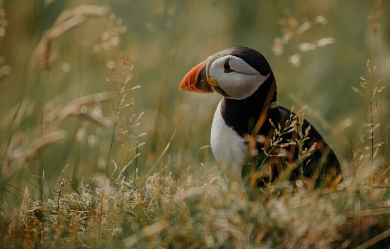 Photo wallpaper grass, bird, stalled