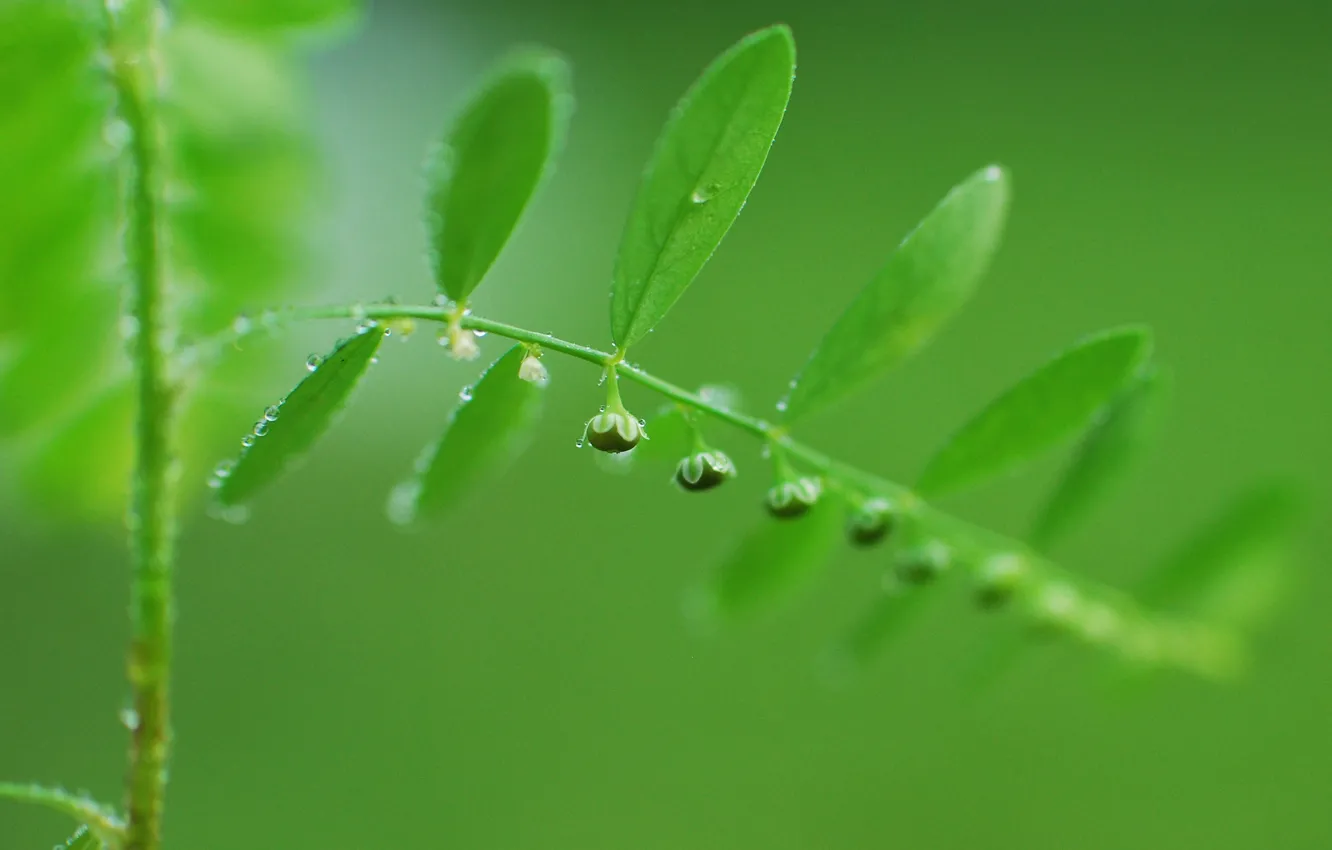 Photo wallpaper greens, nature, plant, buds