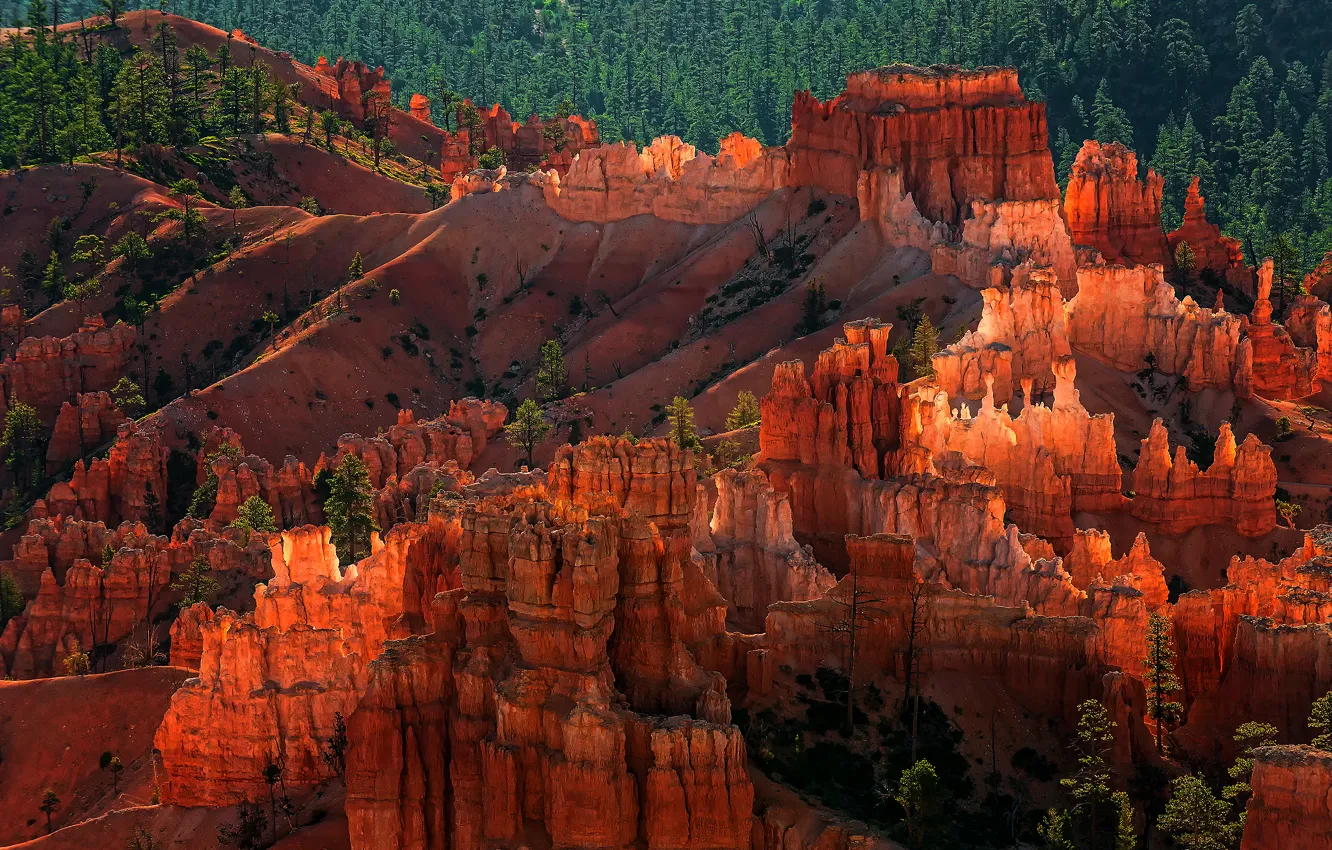 Photo wallpaper forest, rocks, the evening, USA, national Park Bryce Canyon, the geological structure of the Hoodoos, …