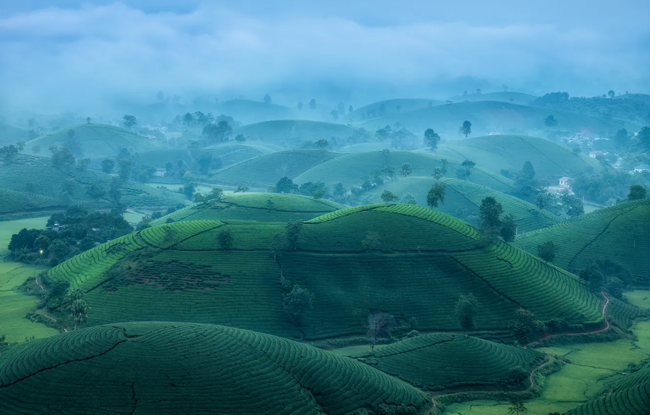 Photo wallpaper green, harvest, technique, agriculture, locality