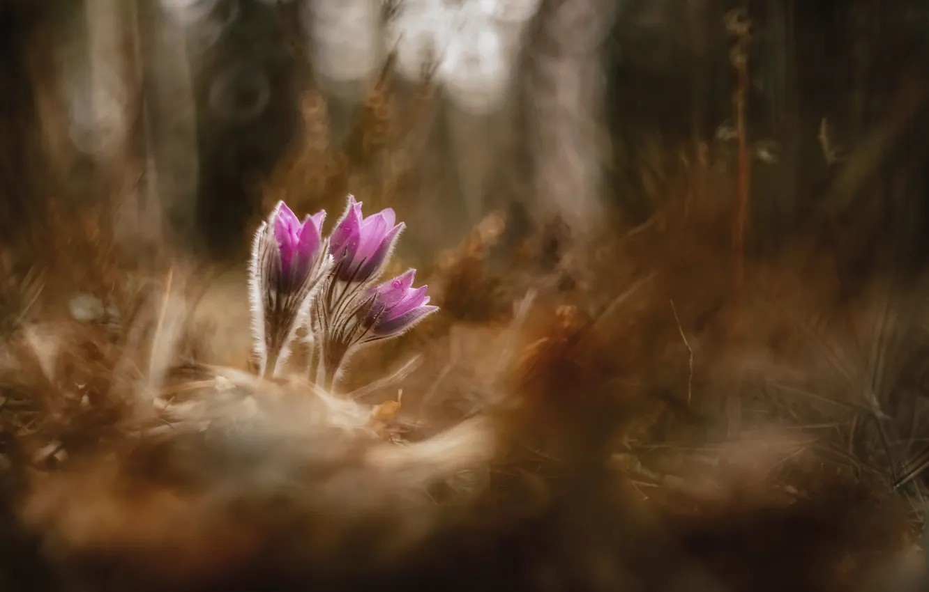 Photo wallpaper flowers, nature, spring