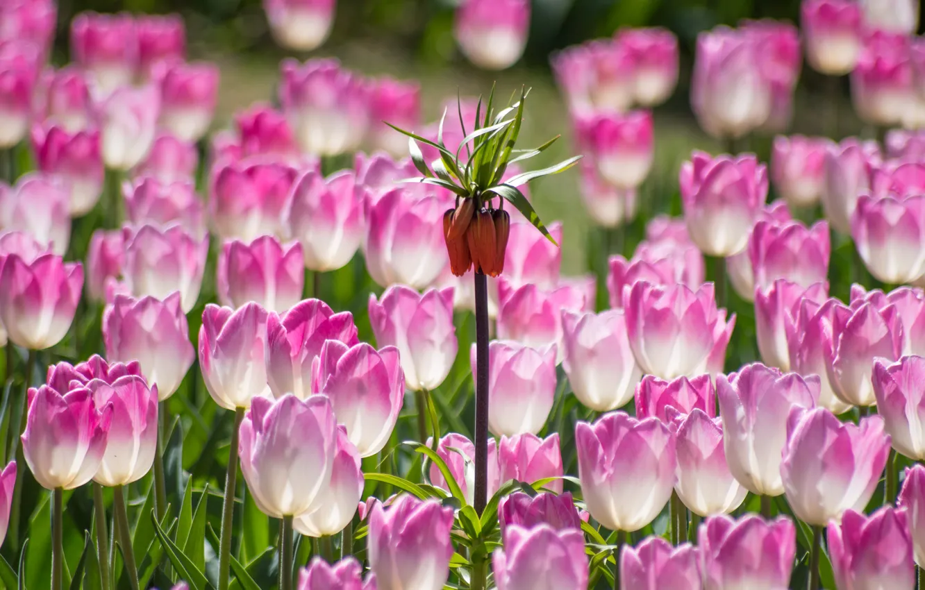 Photo wallpaper flowers, light, garden, spring, pink, flowerbed, tulips
