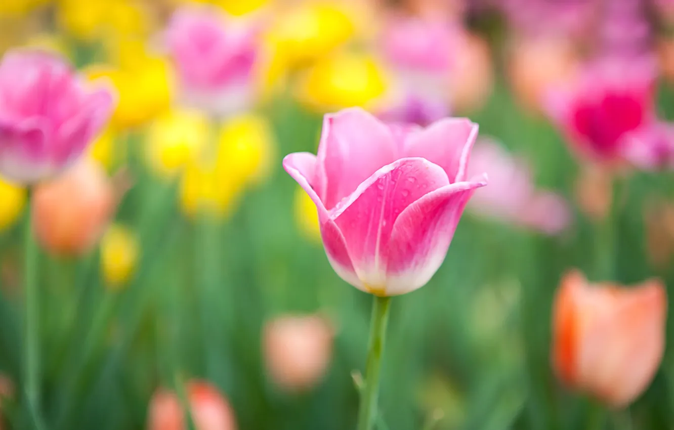 Photo wallpaper flowers, yellow, blur, tulips, pink