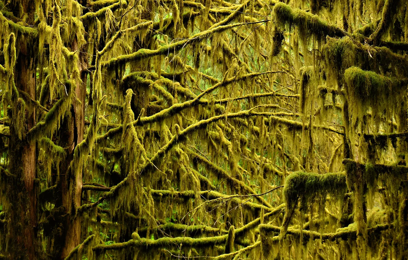 Photo wallpaper trees, branches, moss