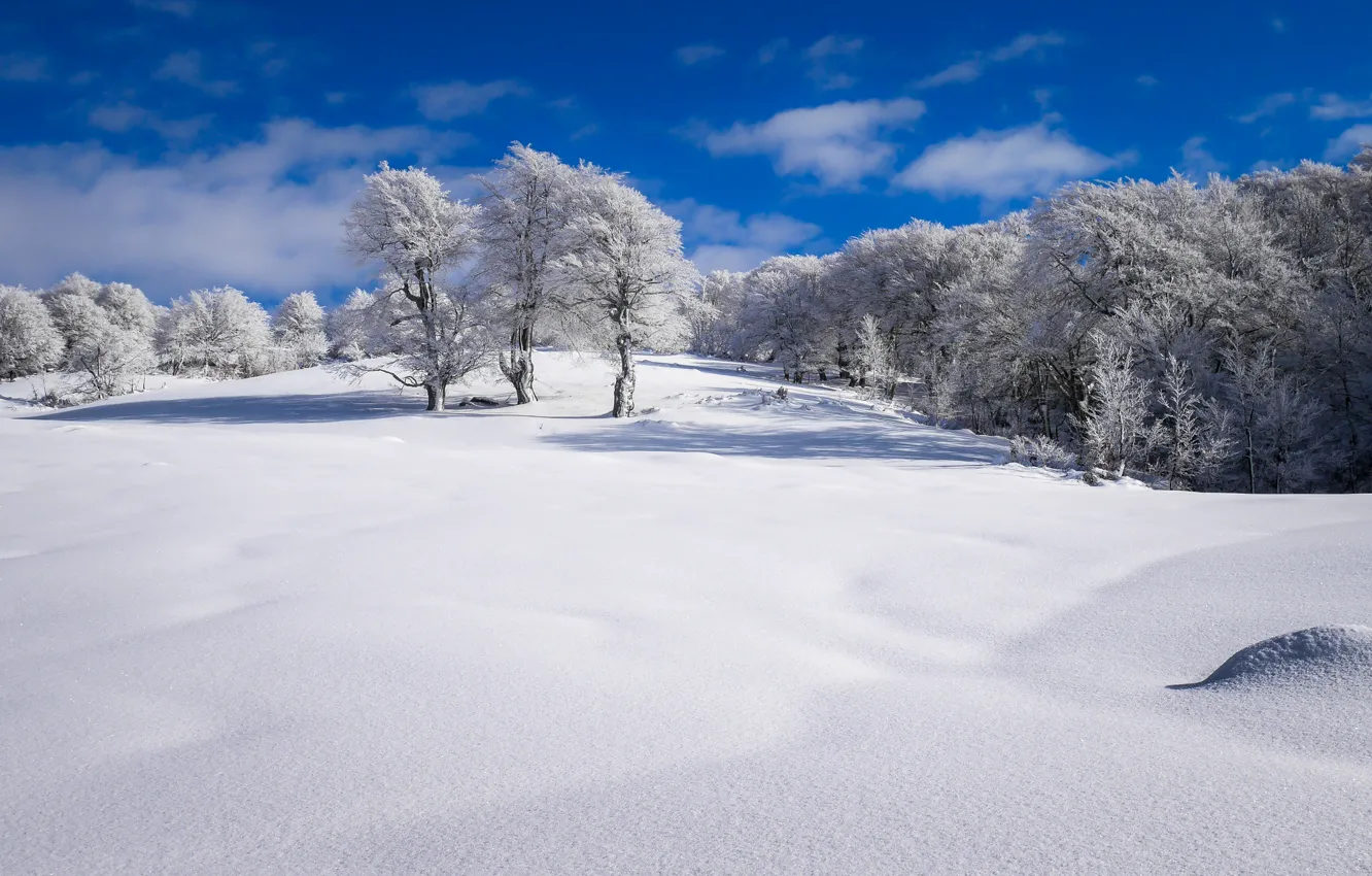 Photo wallpaper winter, field, trees