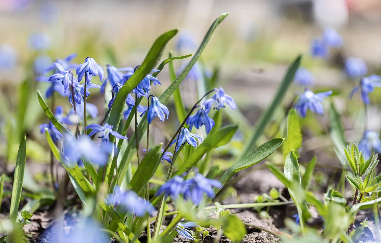 Photo wallpaper greens, grass, flowers, spring, April, bright, Sunny