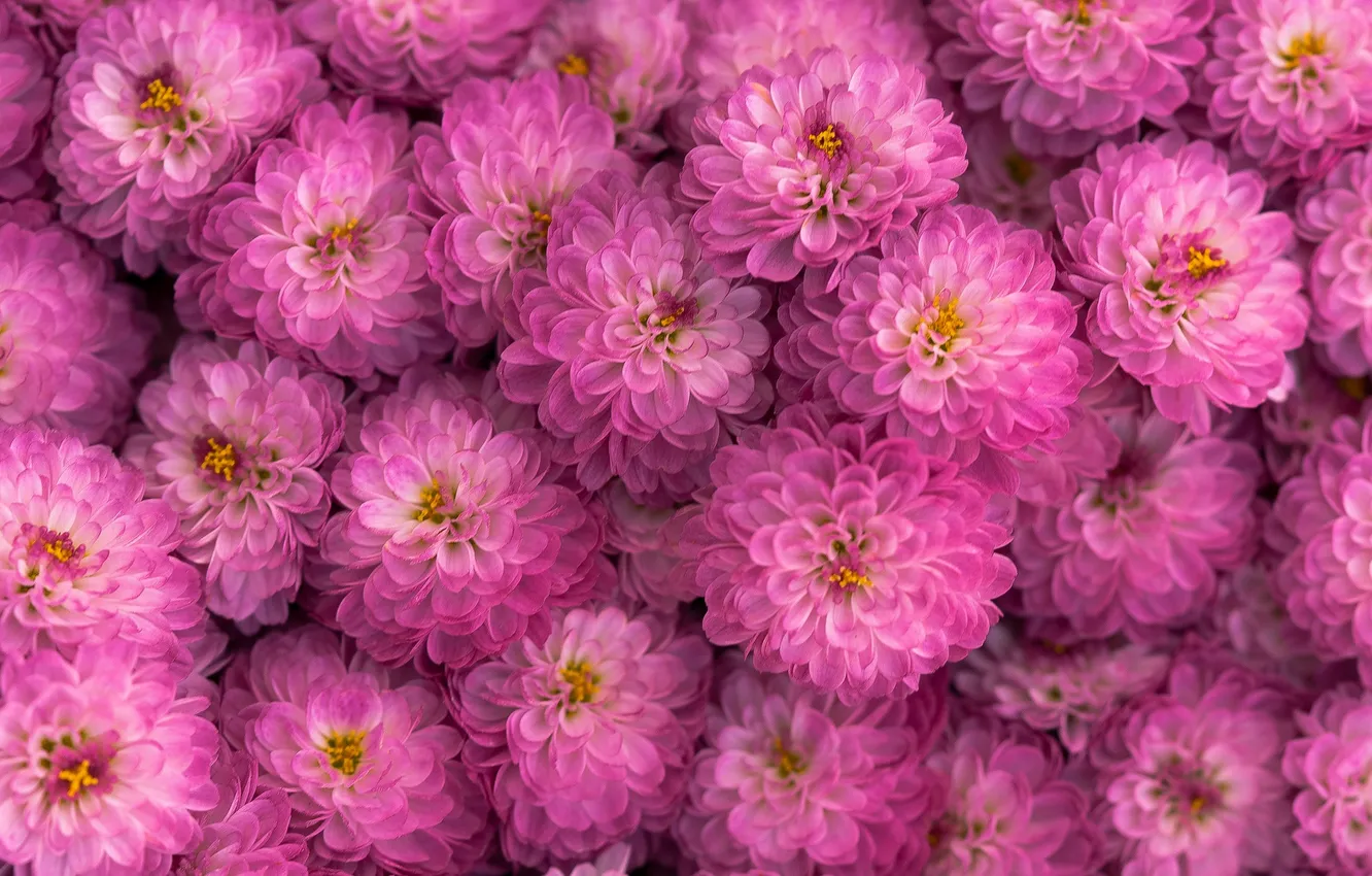 Photo wallpaper flowers, background, color, flowers