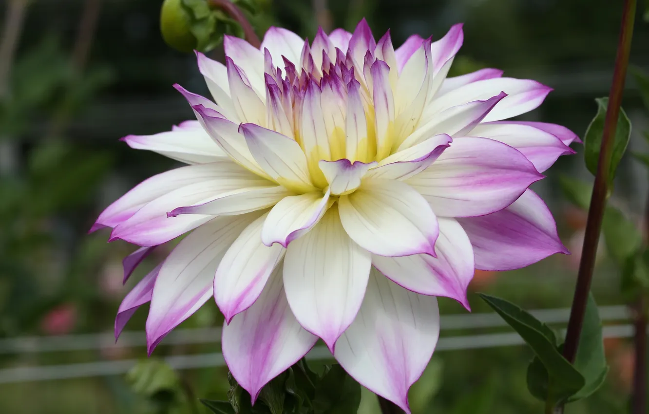 Photo wallpaper autumn, petals, buds, flowering, dahlias, white and purple