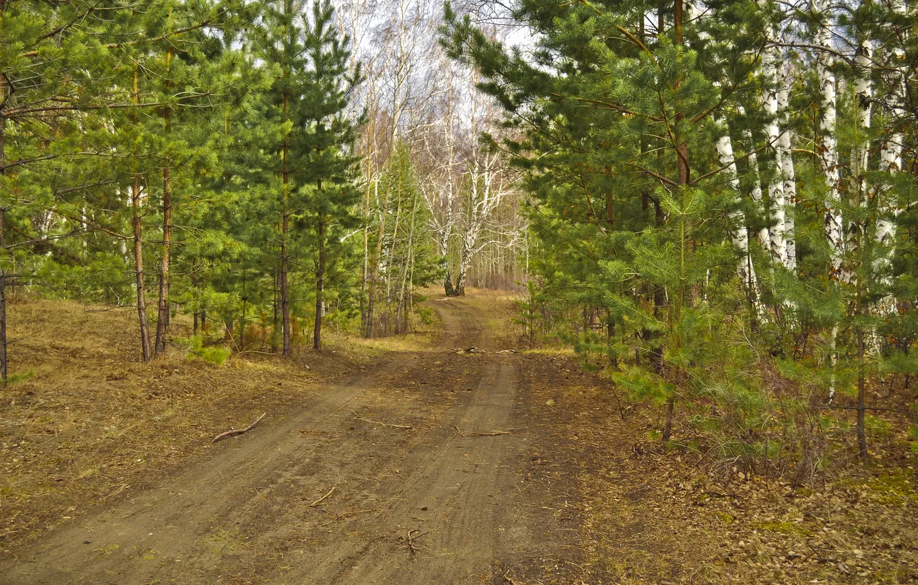 Photo wallpaper road, autumn, forest, trees, birch, pine