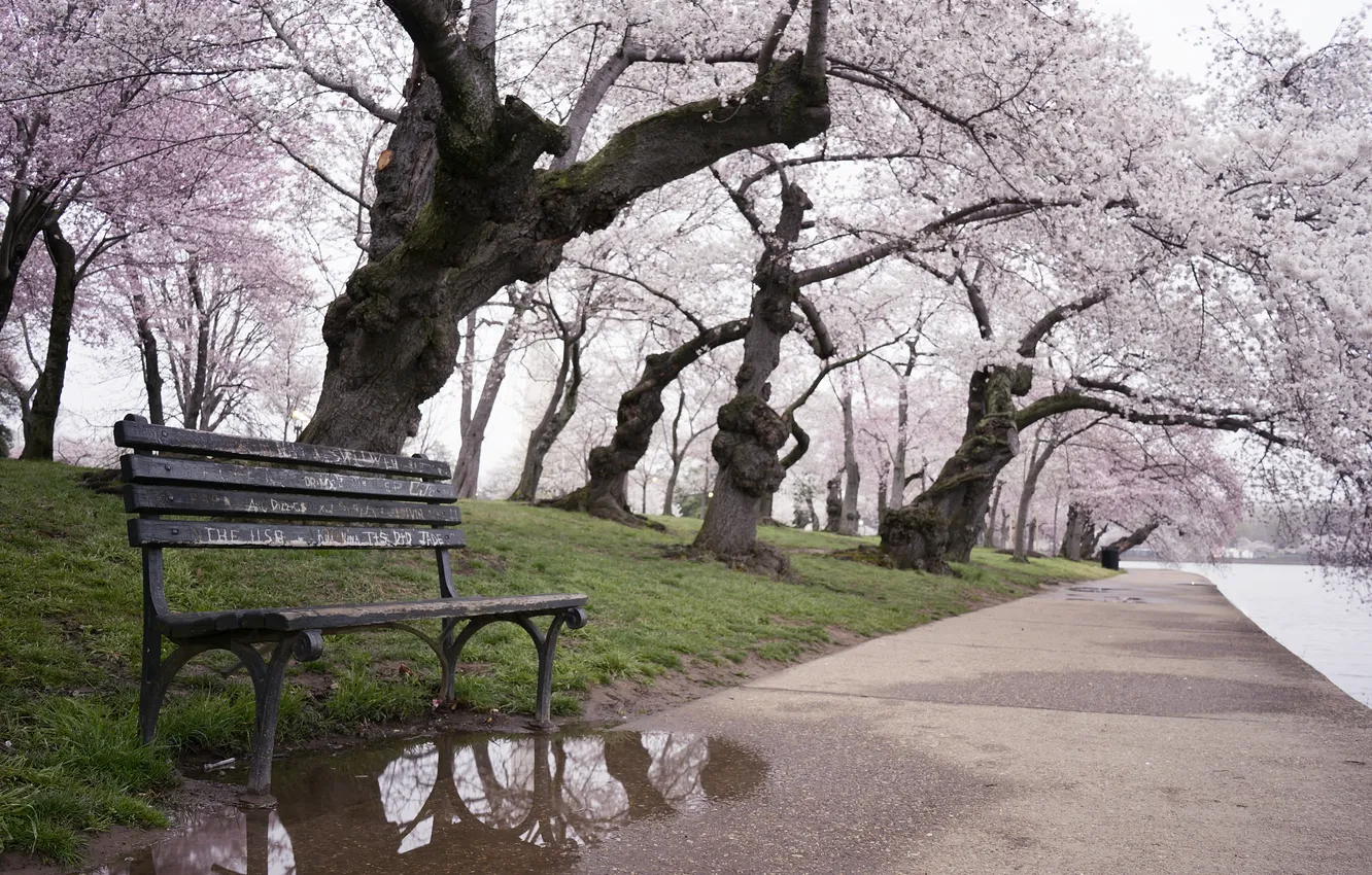 Photo wallpaper trees, bench, Washington
