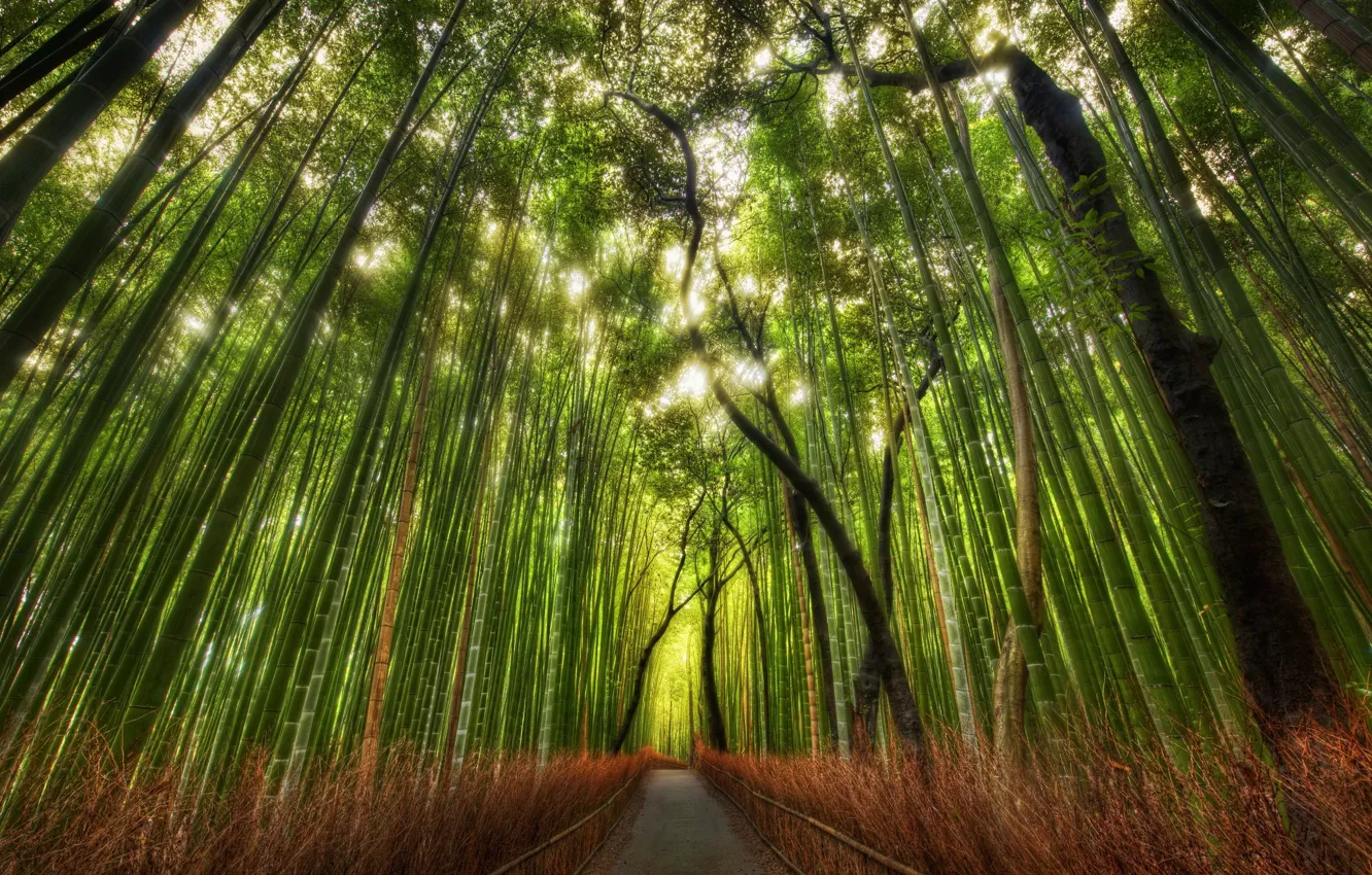Photo wallpaper Bamboo, China, grove, path