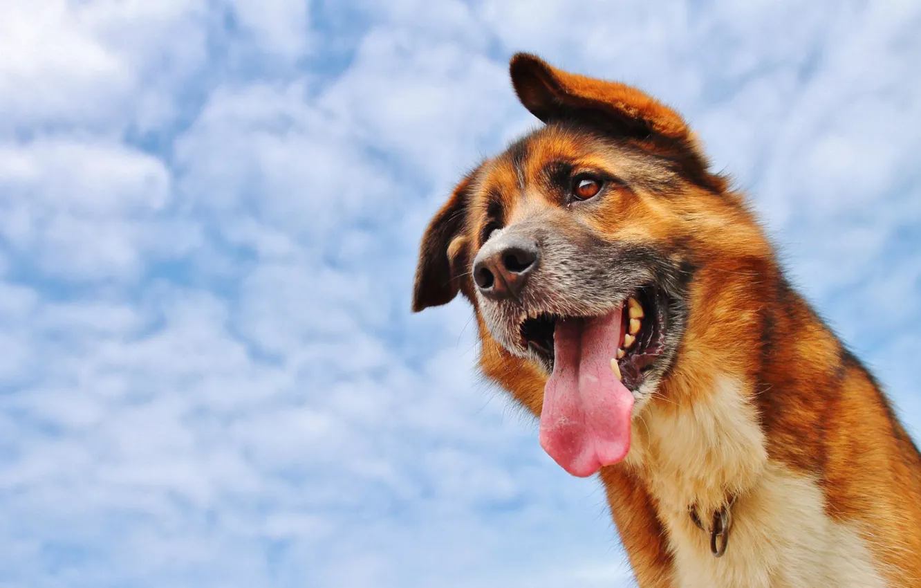 Photo wallpaper sky, dog, animal