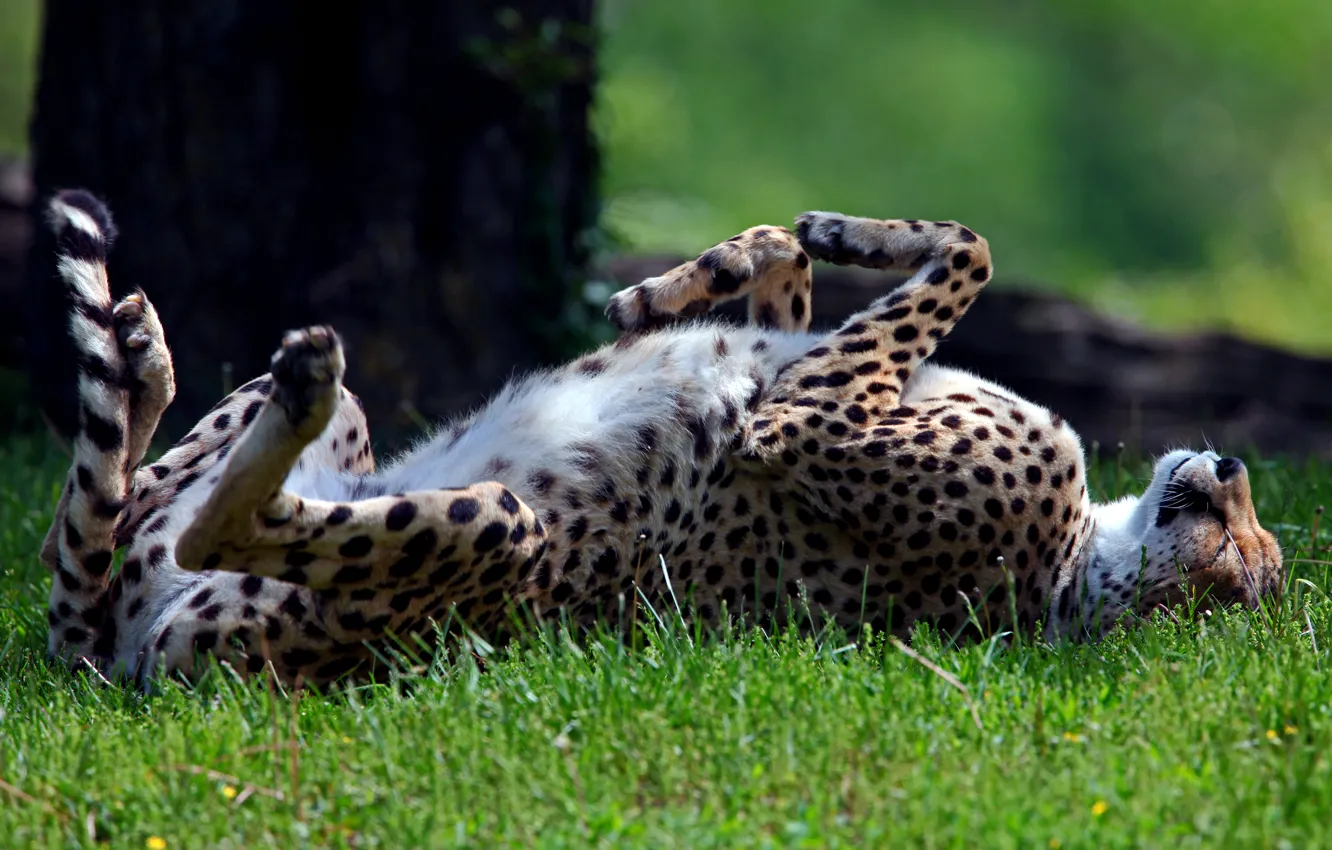 Photo wallpaper grass, predator, sleeping, Cheetah, Sunny, wild, lying, on the back