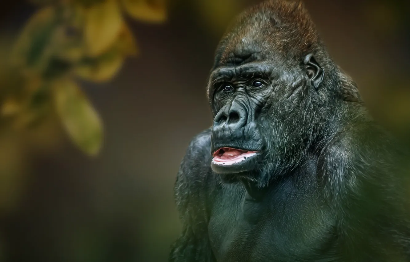 Photo wallpaper background, monkey, Gorilla