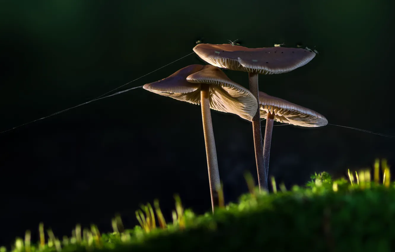 Photo wallpaper greens, the dark background, mushrooms, moss, web, insect, toadstool, family