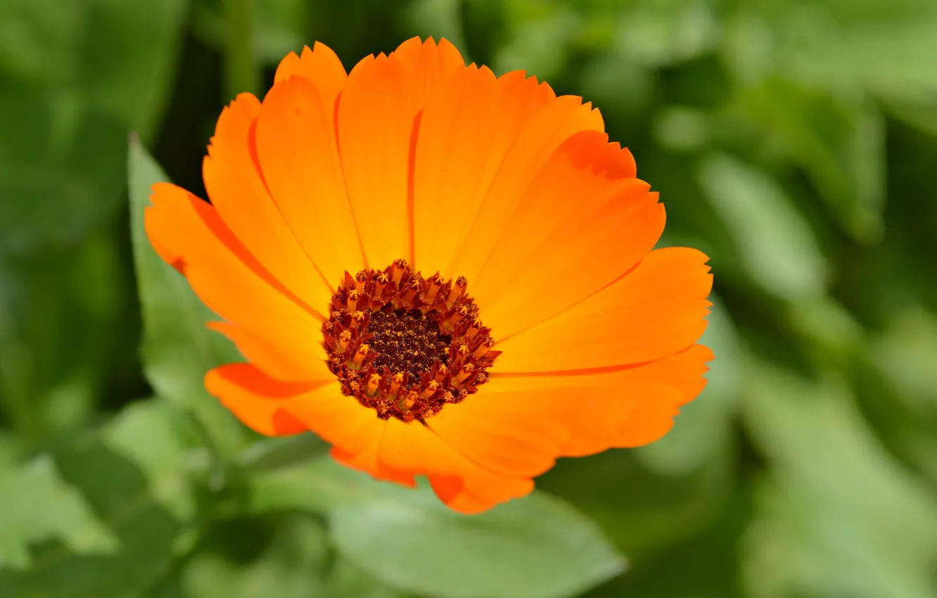 Photo wallpaper macro, nature, petals, calendula