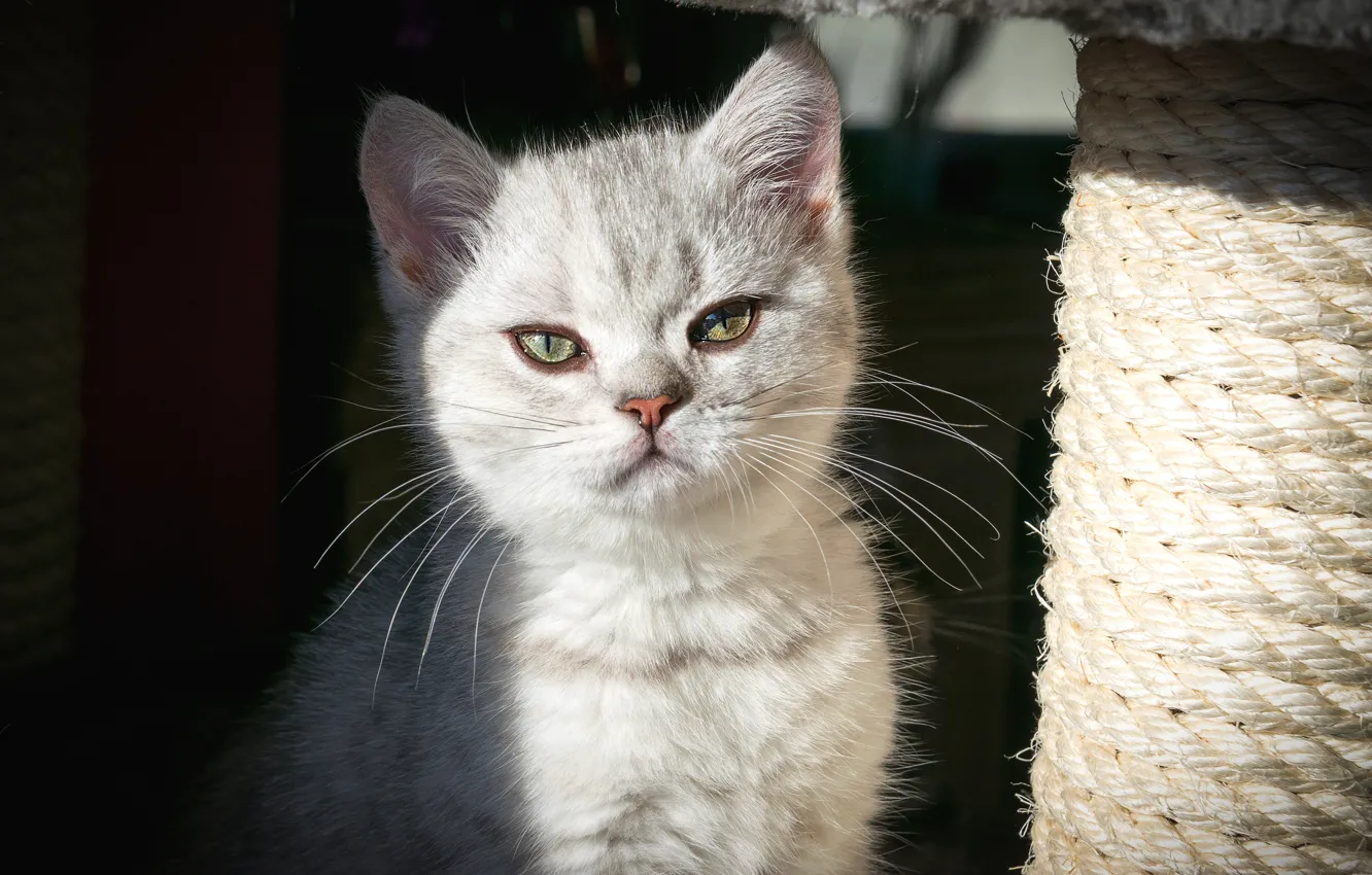 Photo wallpaper cat, cat, look, light, kitty, muzzle, kitty