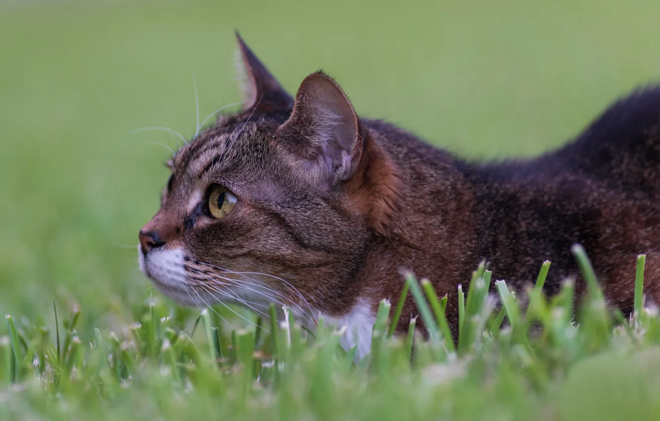 Photo wallpaper grass, cat, muzzle, observation, cat, in ambush