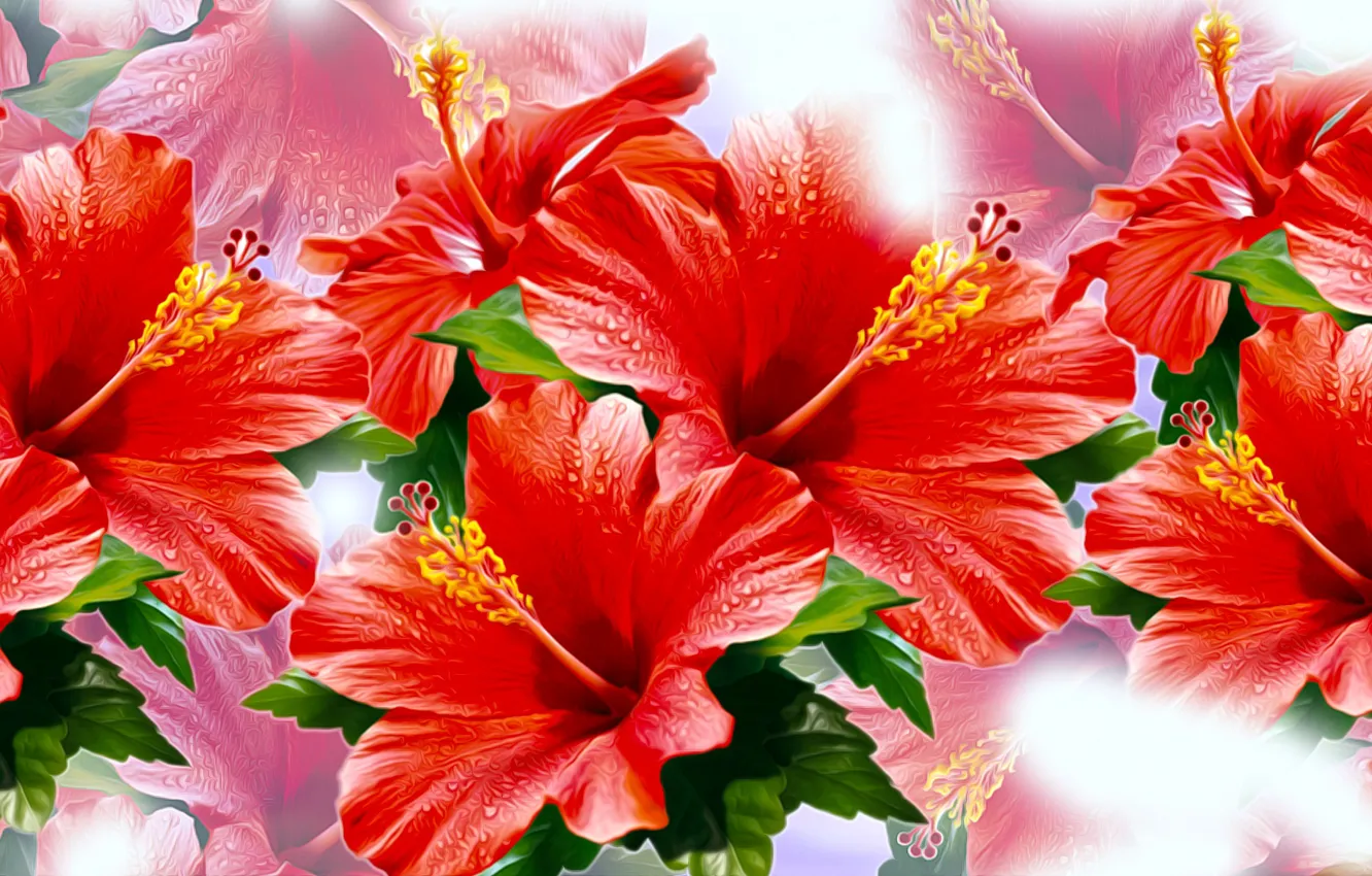 Wallpaper Graphics, Flowers, Red, Hibiscus for mobile and desktop