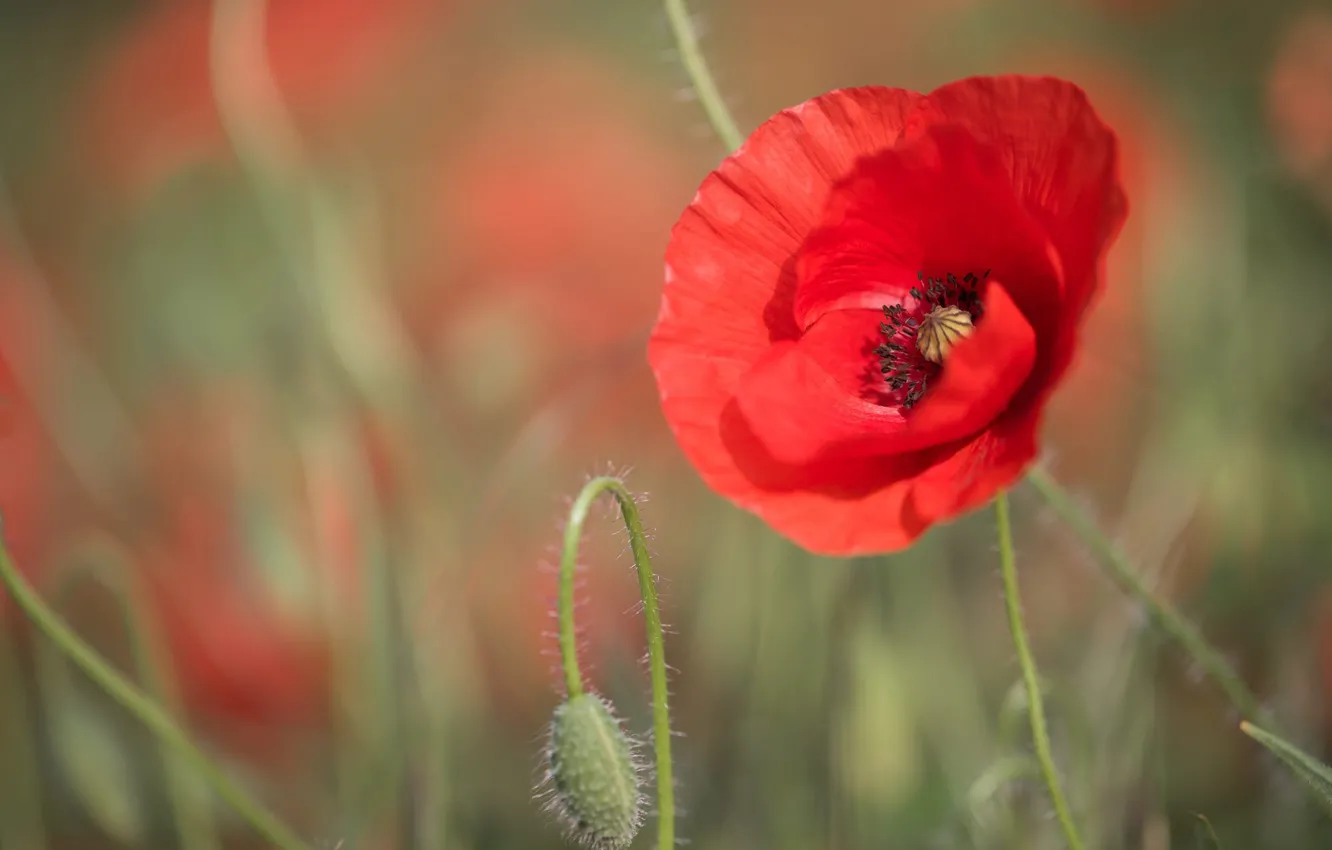 Photo wallpaper field, summer, macro, light, flowers, red, nature, glade
