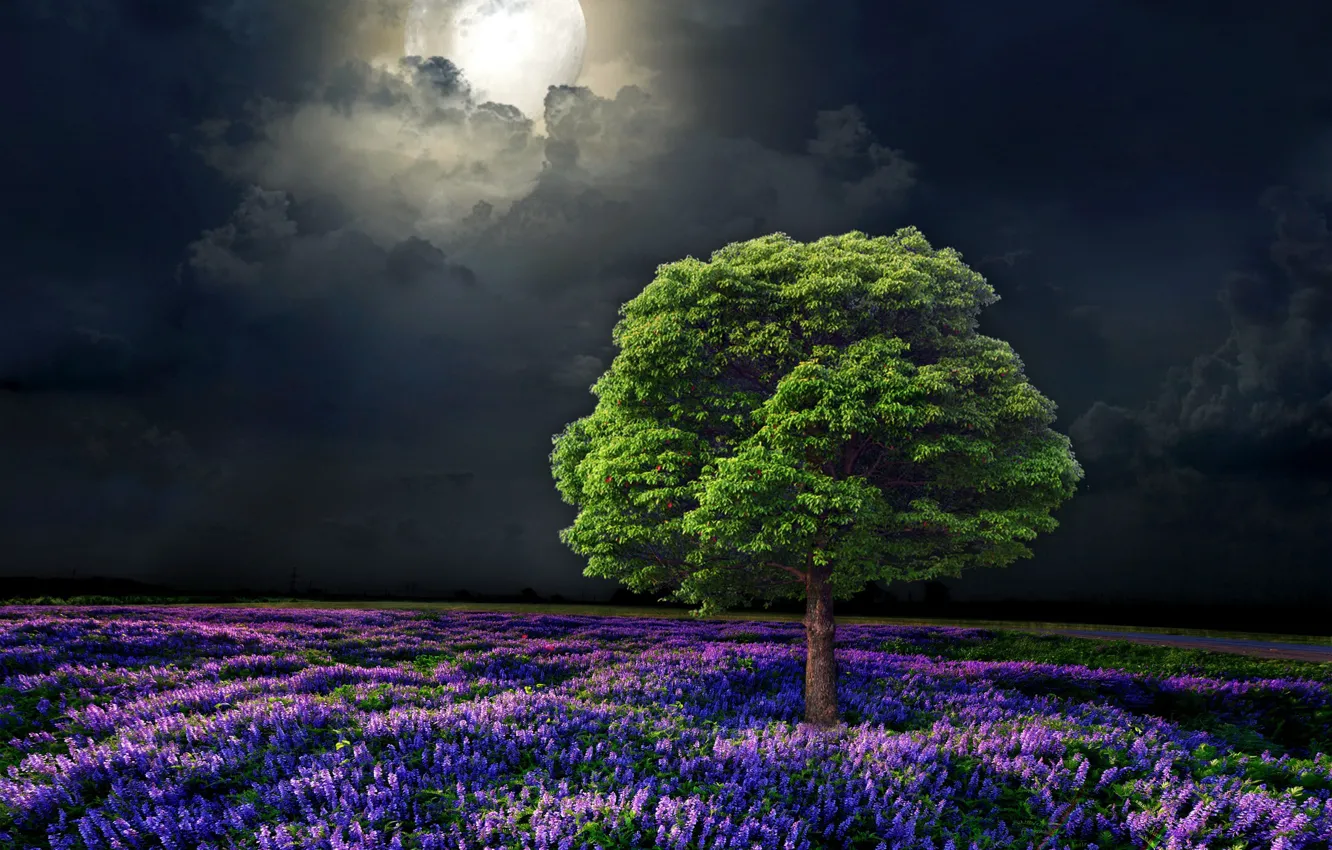 Photo wallpaper moon, field, nature, night, tree