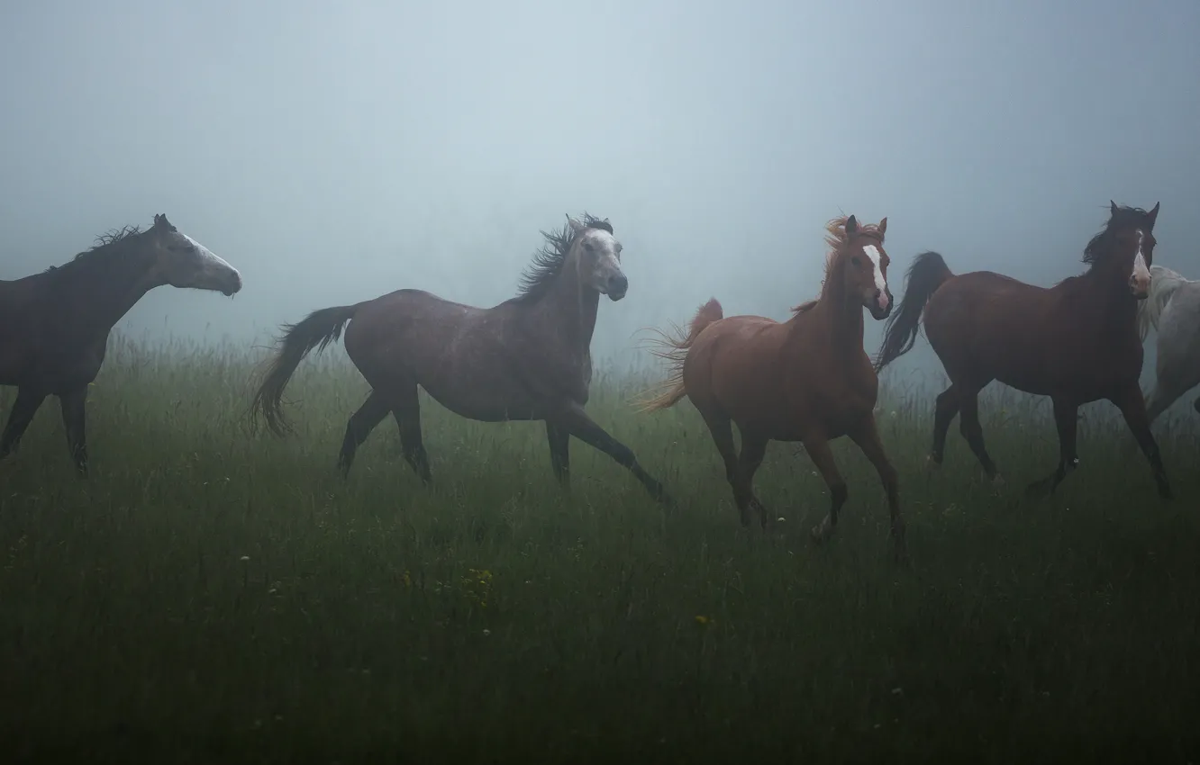 Photo wallpaper field, summer, grass, nature, fog, mood, horse, horse