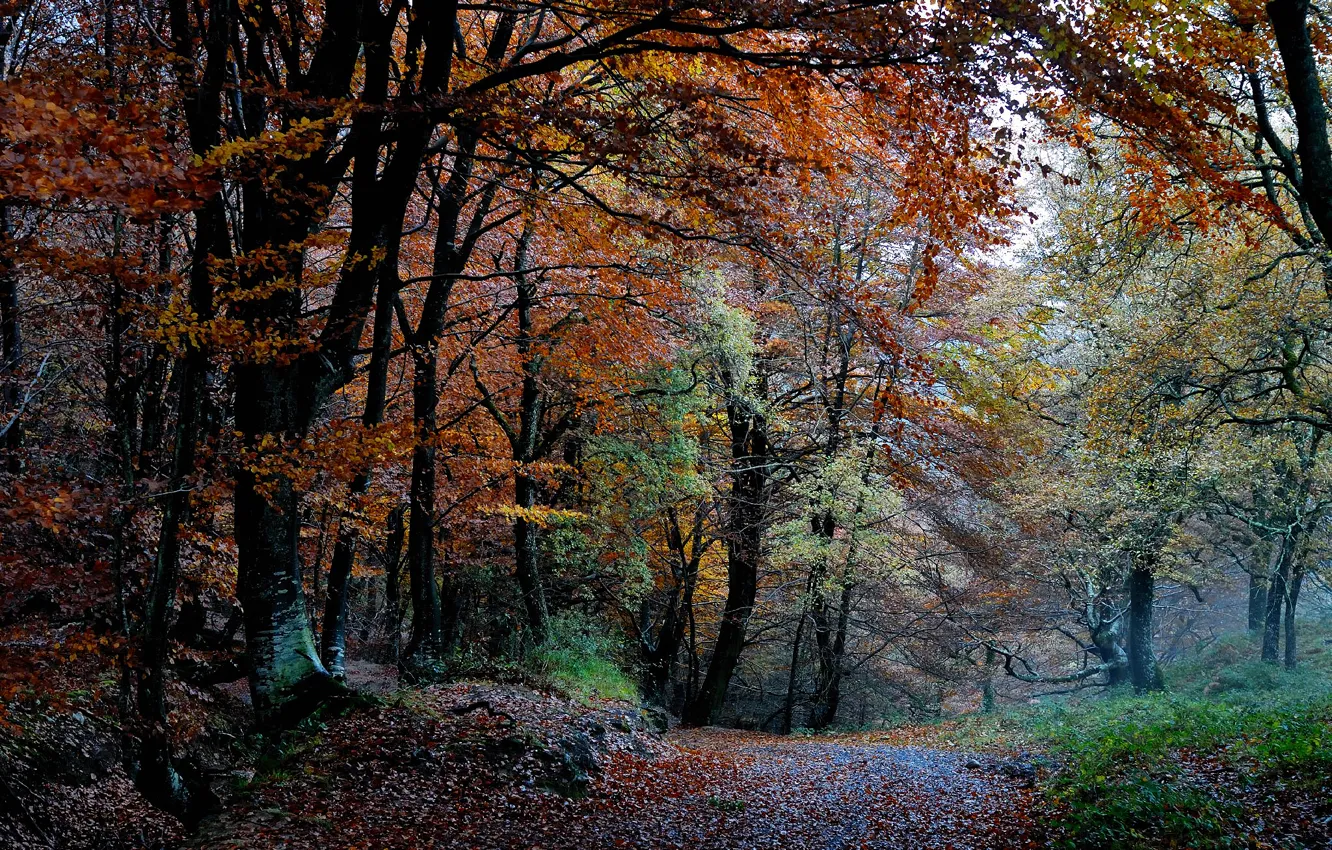 Photo wallpaper autumn, forest, trees, nature, paint, foliage