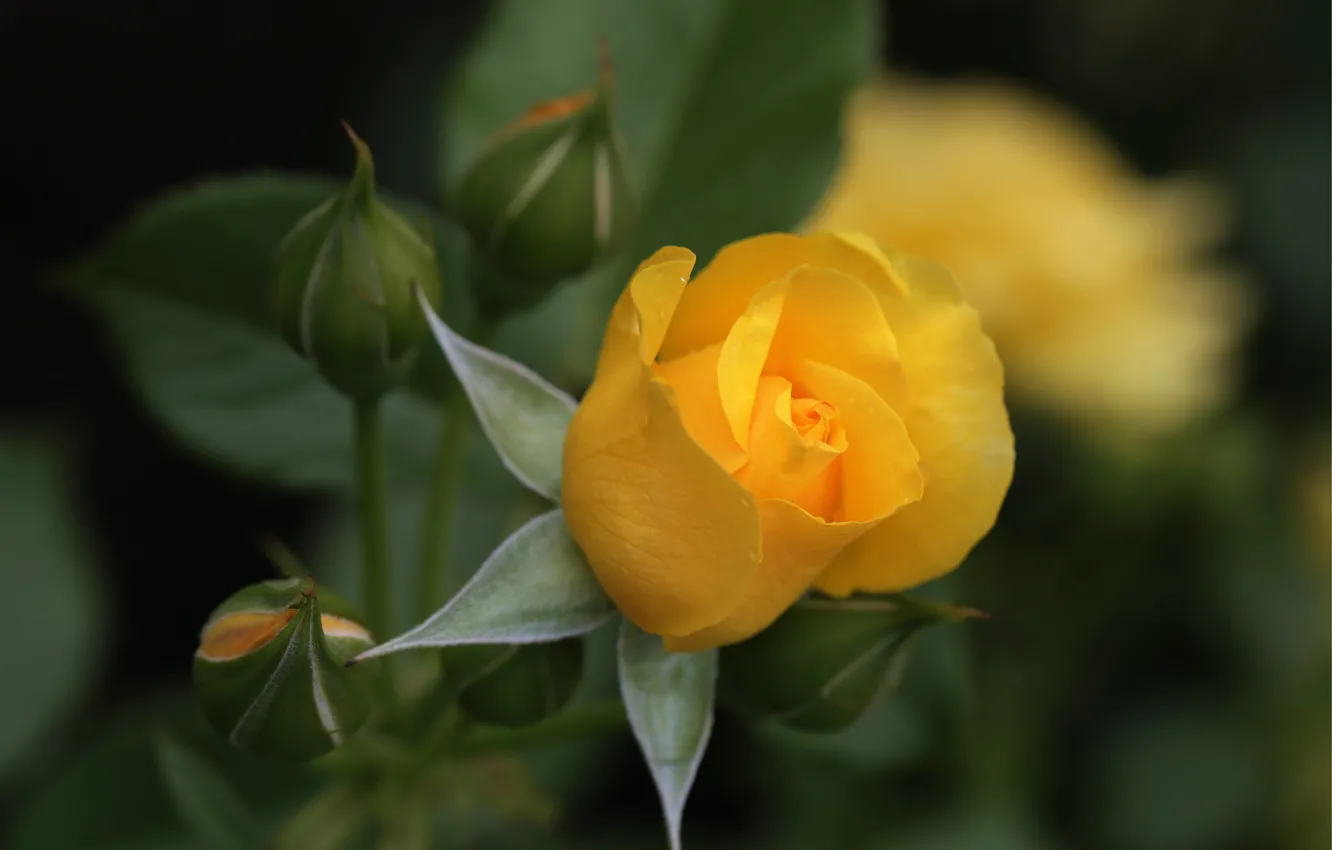 Photo wallpaper rose, Bud, yellow