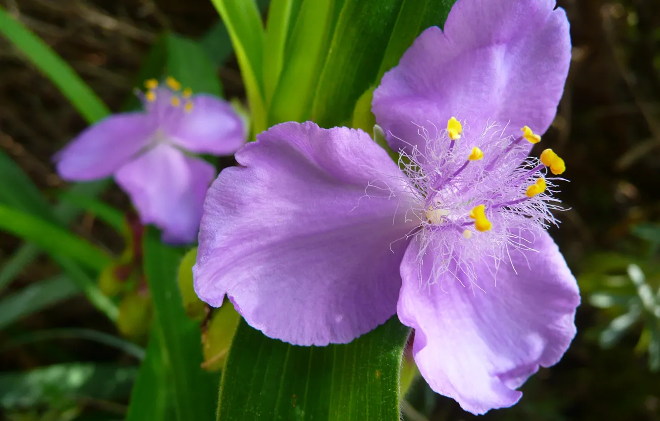 Photo wallpaper macro, petals, Tradescantia
