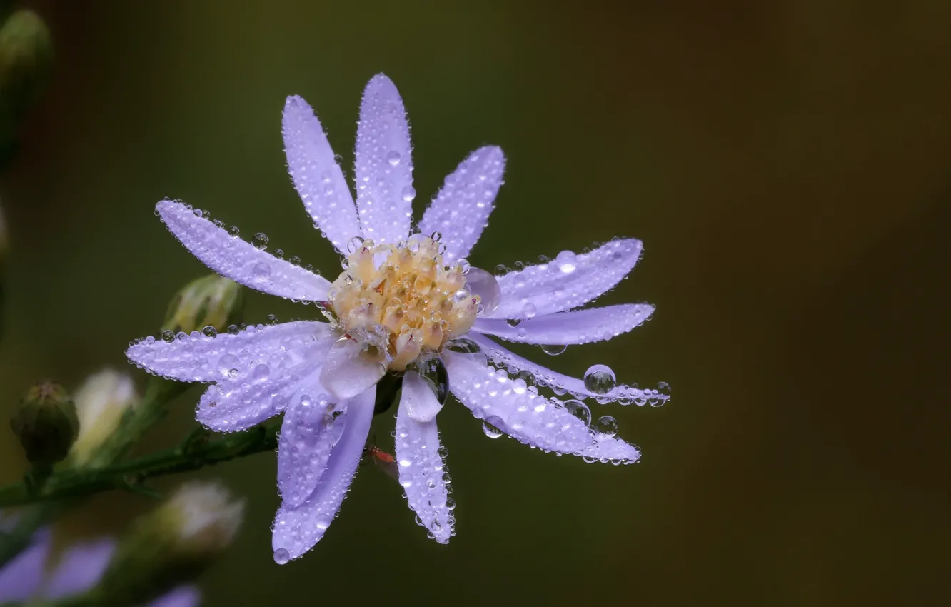 Photo wallpaper macro, flowers, water drops