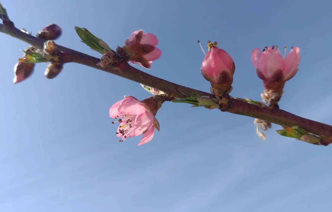 Photo wallpaper flowers, branches, peaches, August, spring 2018, Mamala ©