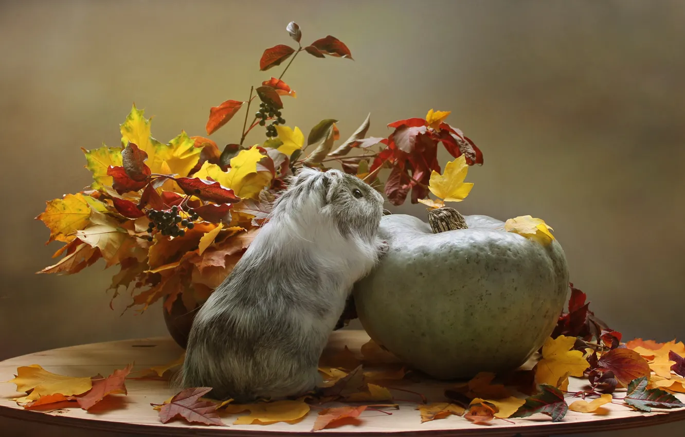 Photo wallpaper autumn, animals, leaves, October, pumpkin, Guinea pig, composition, autumn games