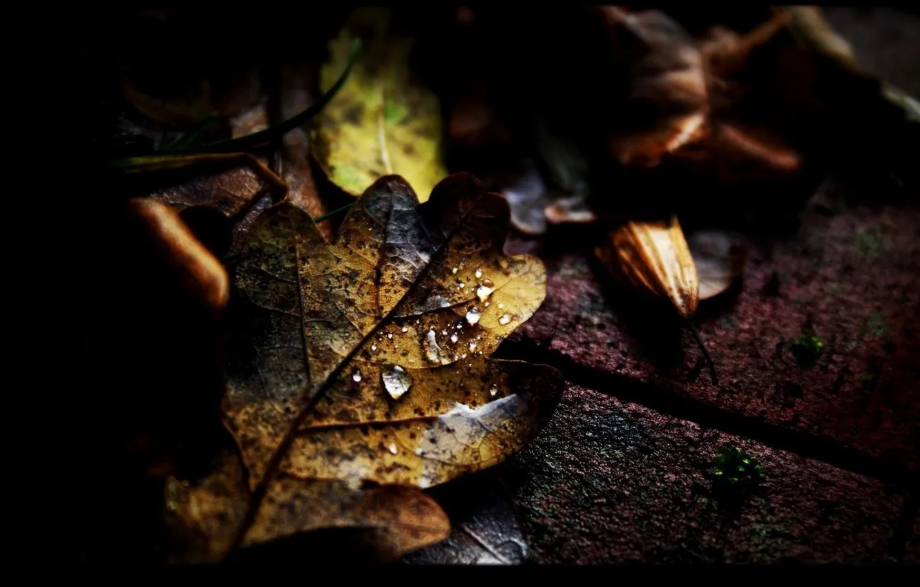 Photo wallpaper autumn, asphalt, leaves, drops