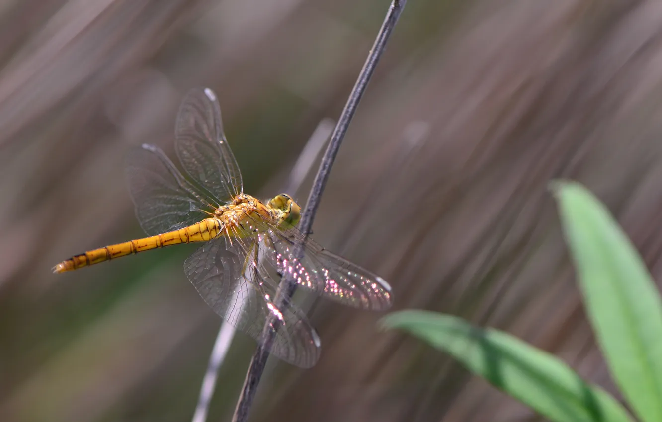 Photo wallpaper leaves, dragonfly, bokeh