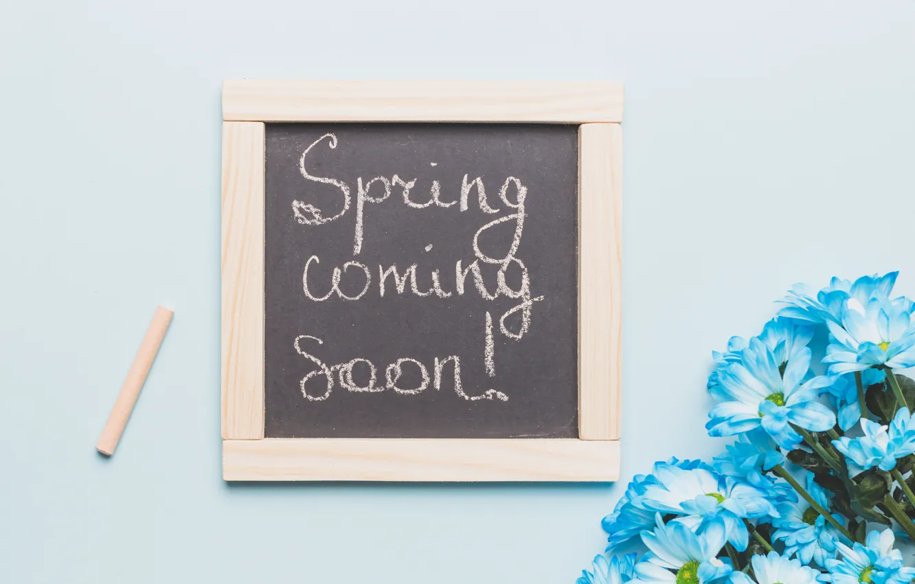 Photo wallpaper flowers, blue, Board, chrysanthemum