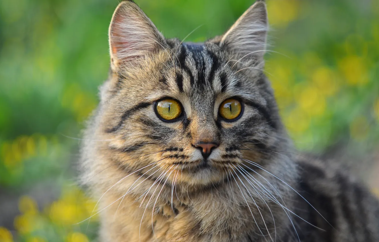 Photo wallpaper cat, cat, look, portrait, muzzle