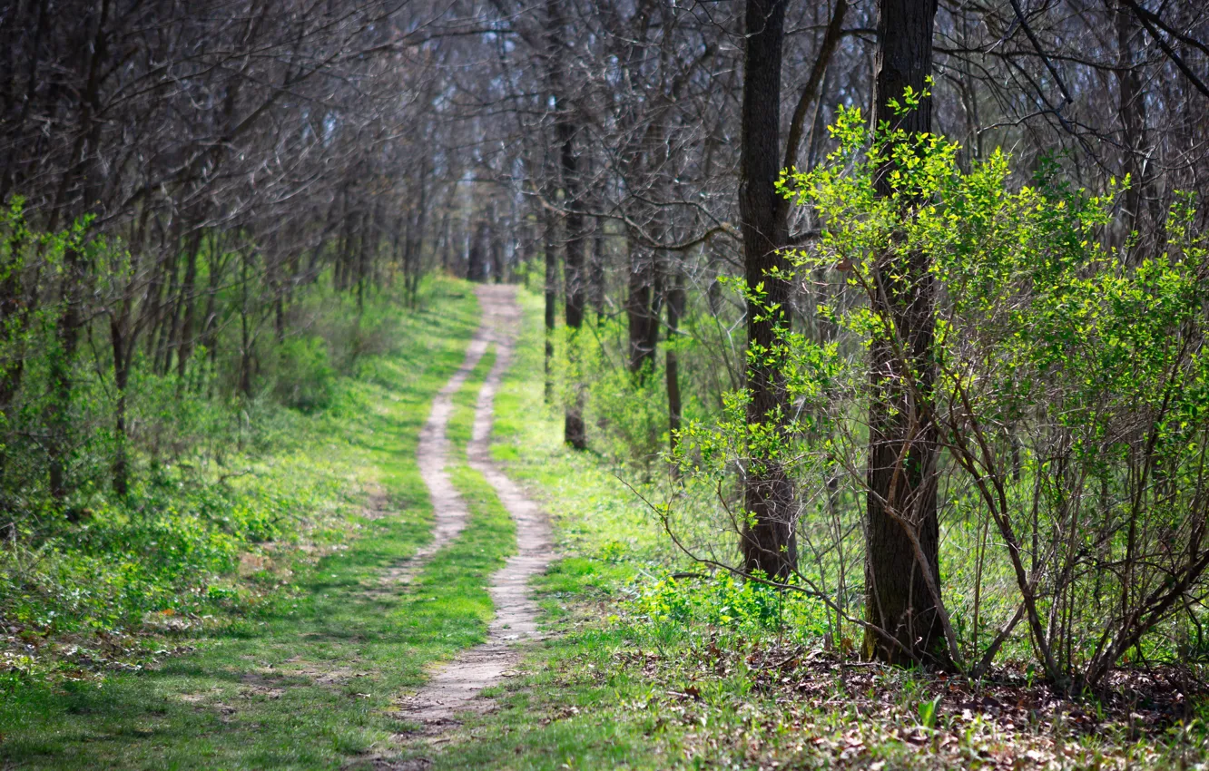 Photo wallpaper forest, nature, spring