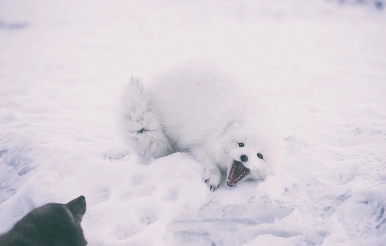 Photo wallpaper winter, snow, animal, Fox, Fox