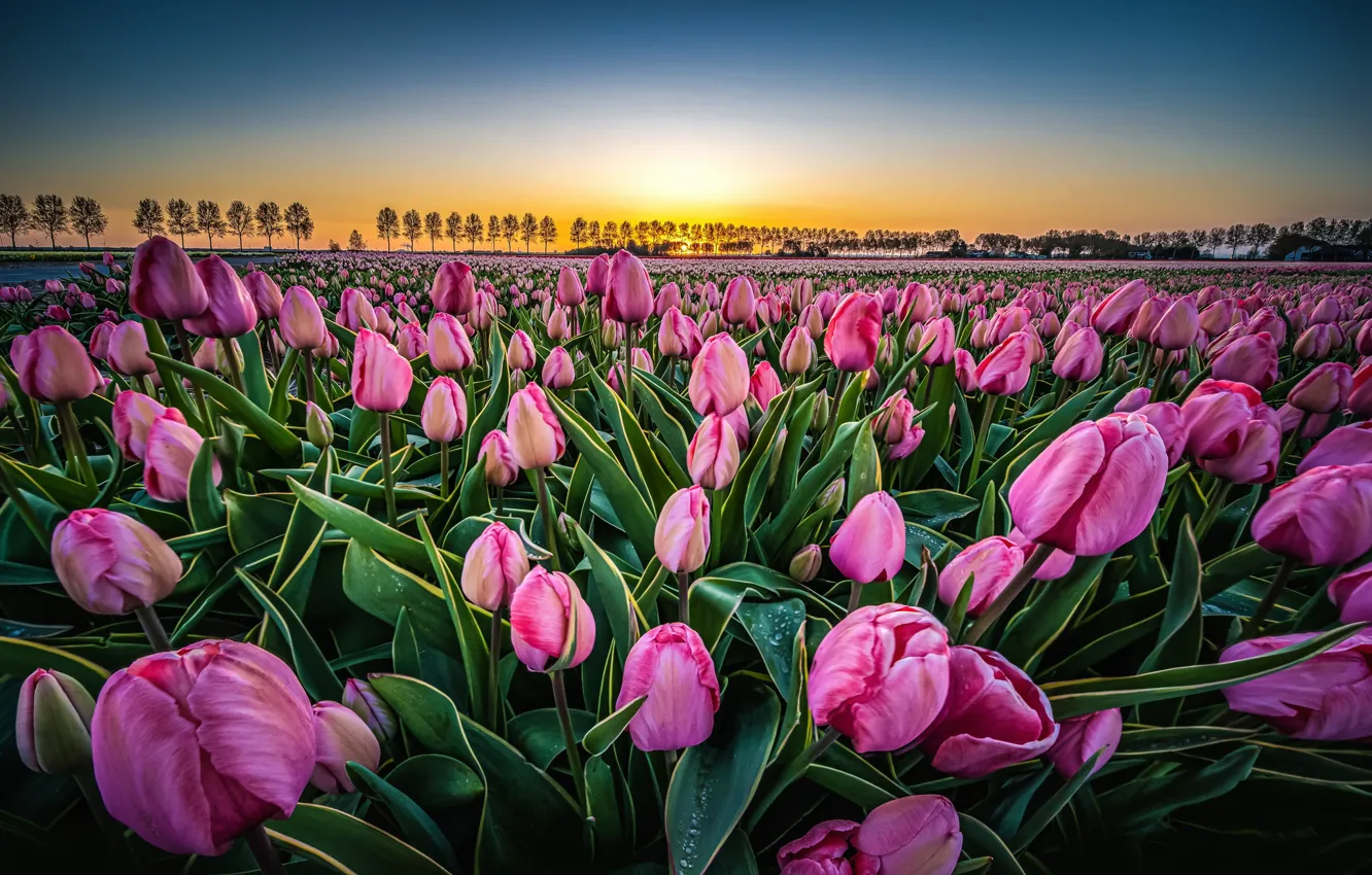 Photo wallpaper field, landscape, flowers, nature, dawn, morning, tulips, Netherlands