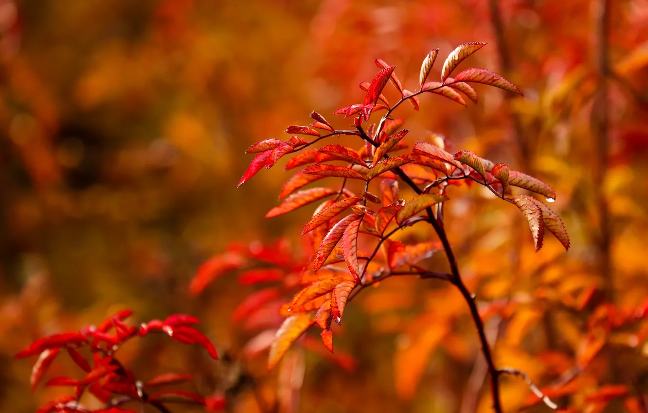 Photo wallpaper autumn, leaves, nature, foliage, branch, red, orange, the bushes