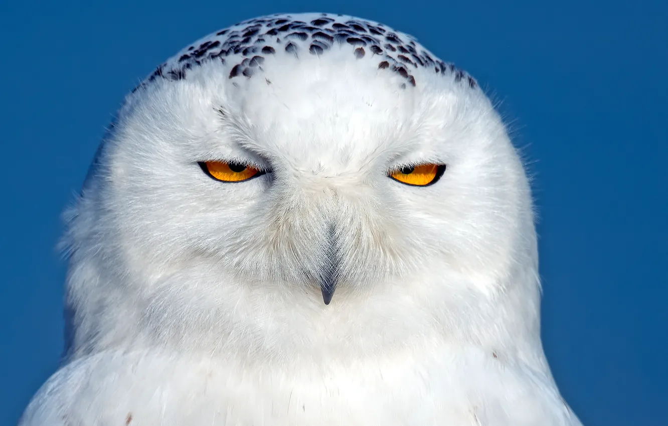 Photo wallpaper bird, snowy owl, white owl