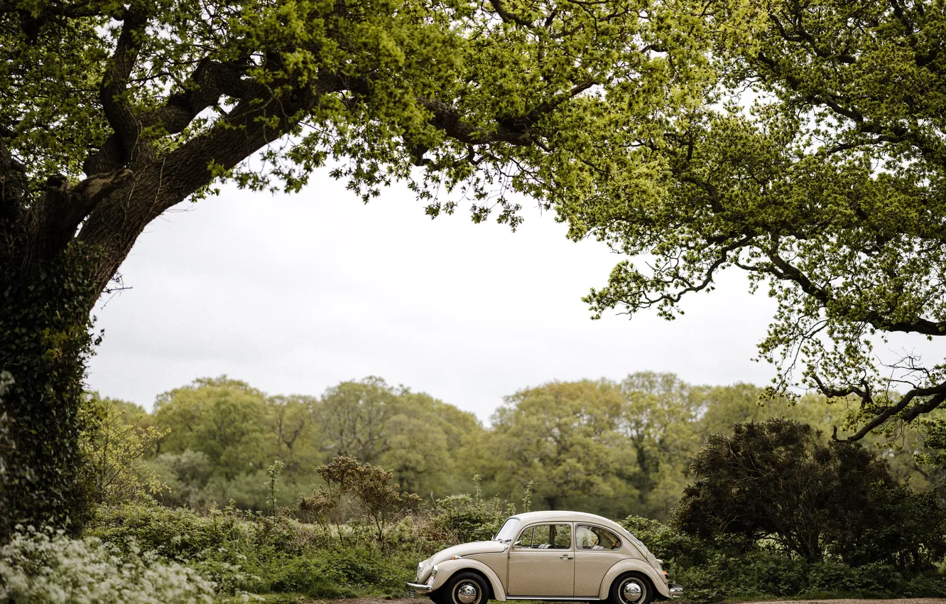 Photo wallpaper trees, landscape, nature, car, retro cars