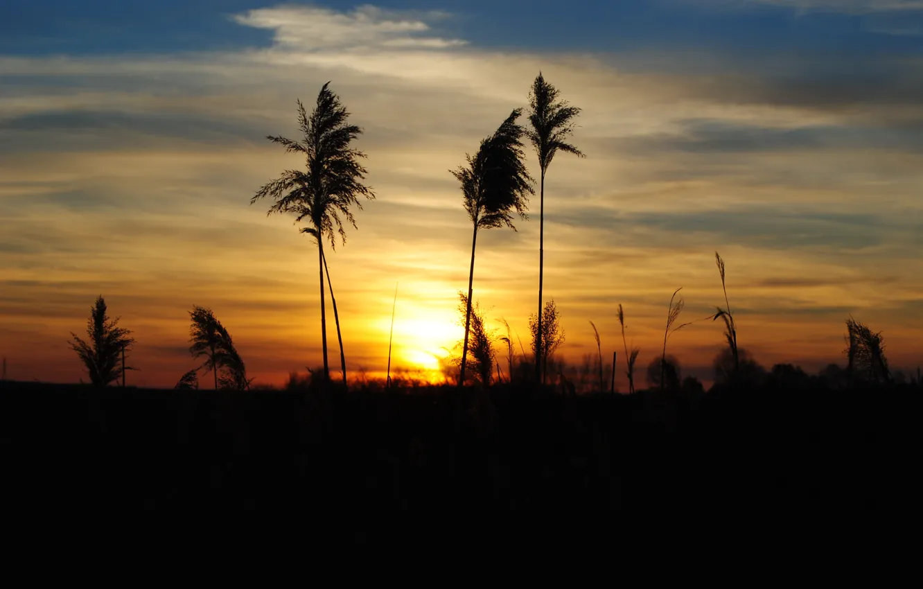 Photo wallpaper grass, clouds, sunset, nature, the evening, spikelets, silhouette