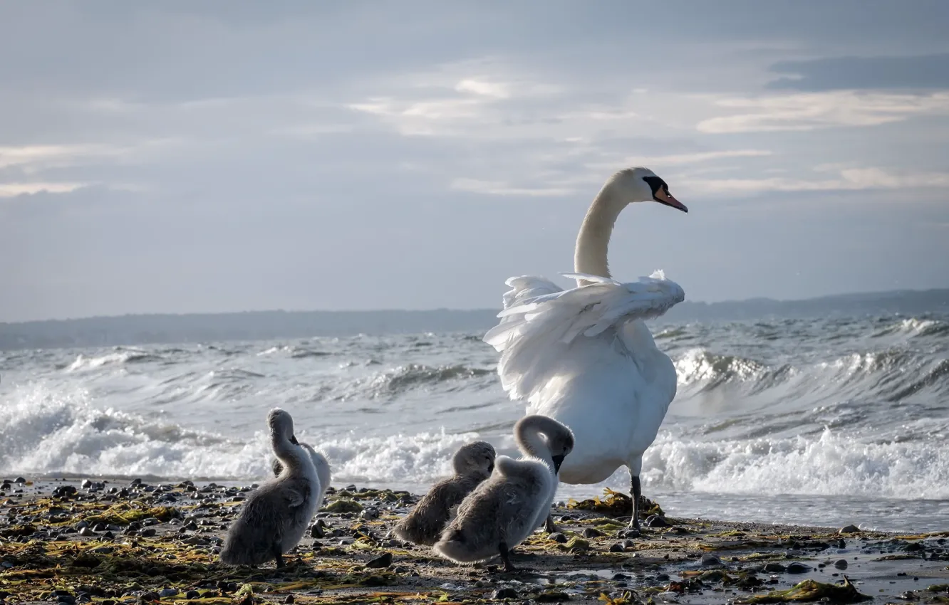Photo wallpaper sea, birds, shore, swans