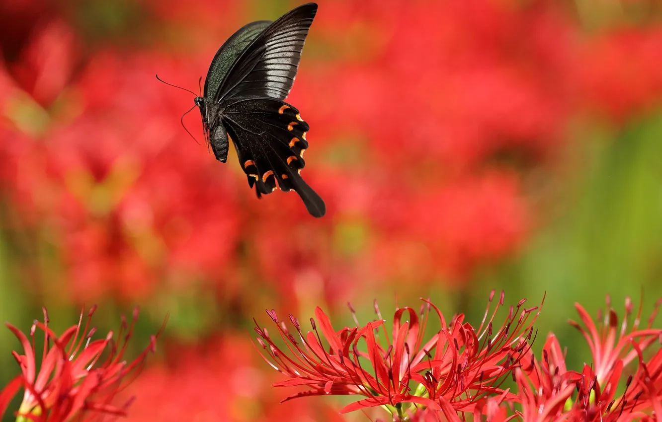 Photo wallpaper the sun, flowers, red, butterfly, Lily, bokeh