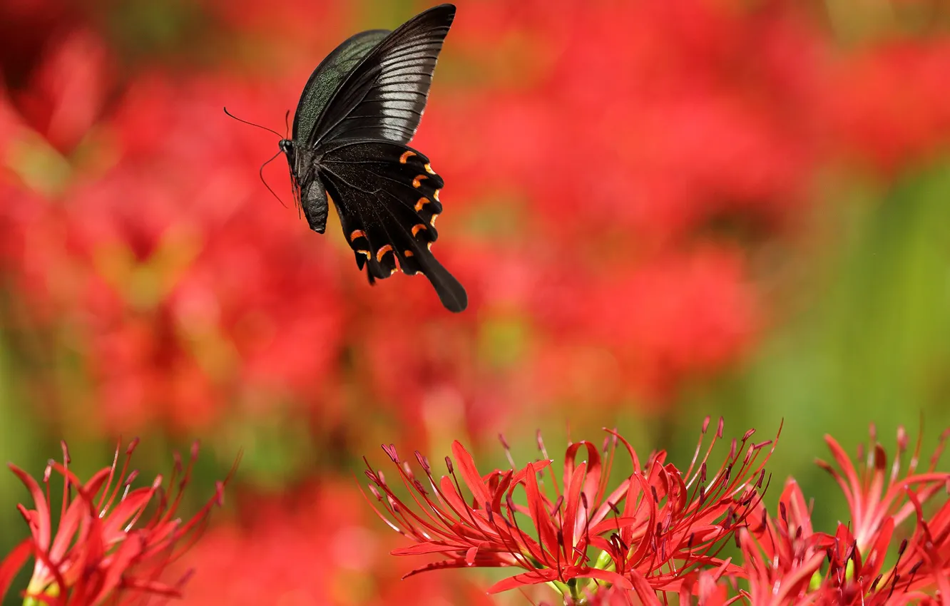 Photo wallpaper the sun, flowers, butterfly, Lily, red, bokeh