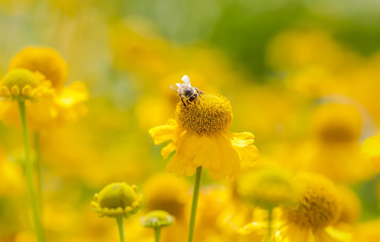 Photo wallpaper summer, flowers, bee